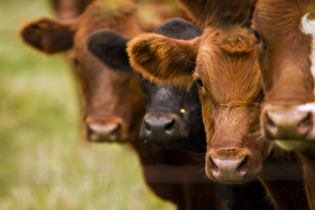 Cattle faces