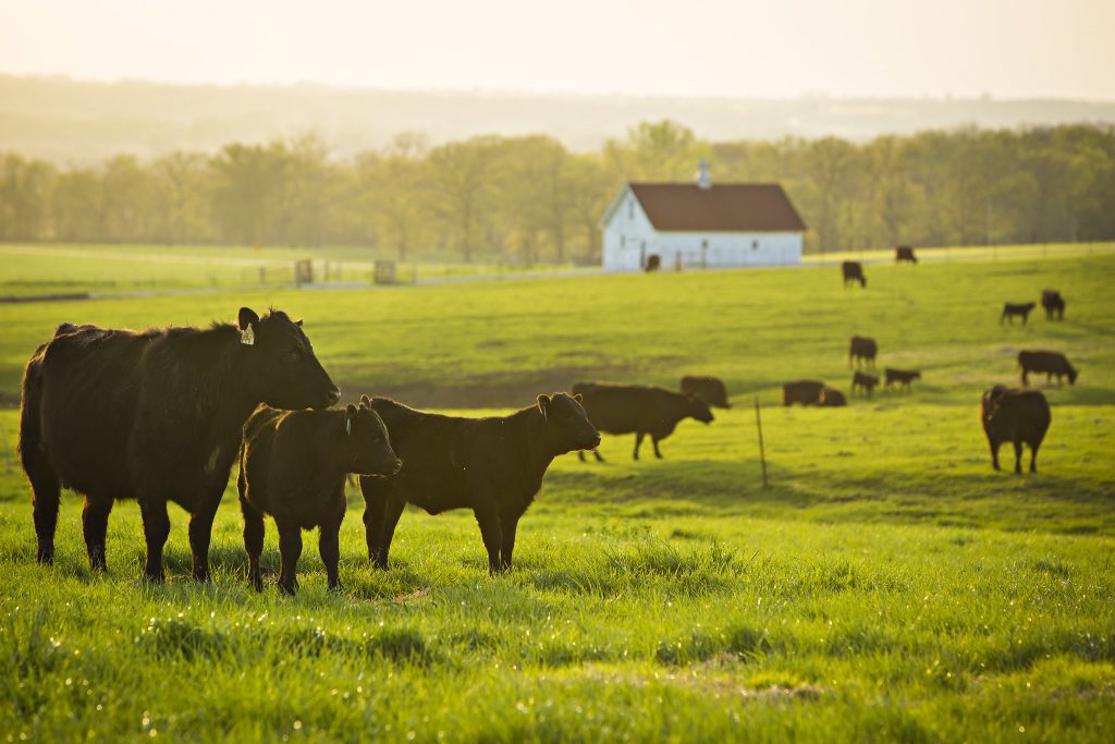 Cattle and calves