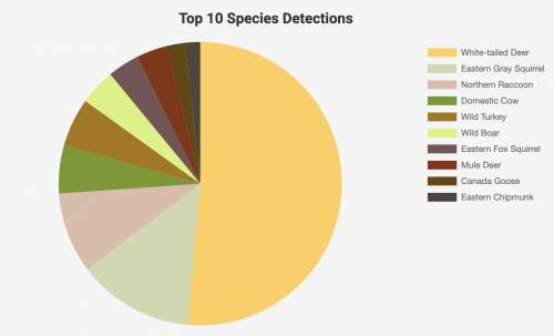 Top 10 Species Detections