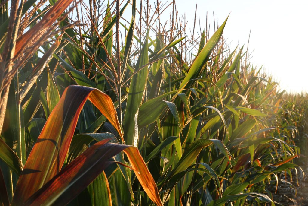 Corn field with sunlight