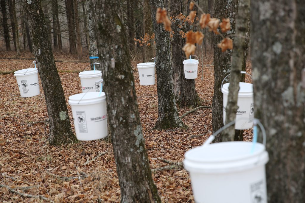 Buckets hang off trees