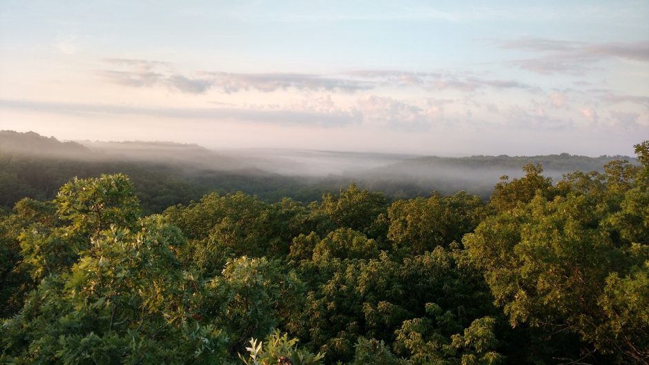 Forest at Baskett