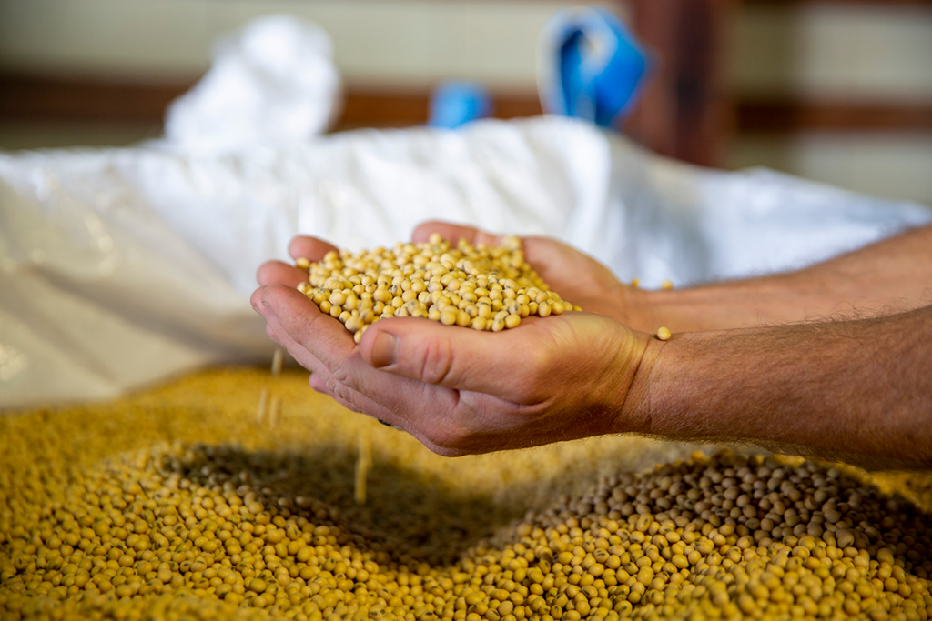 Hands holding soybeans