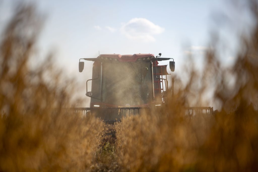 A red combine drives toeard the camera while harvesting soybeans. Tan soybean stalks are in the foreground, and dust is kicked up by the combine
